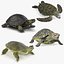 Turtles Rigged Collection 2