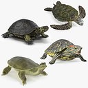 Turtles Rigged Collection 2