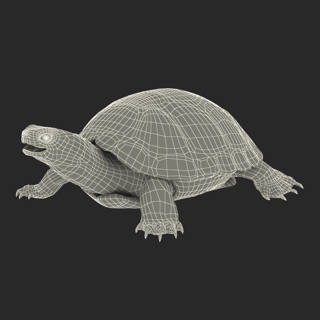 3D model Turtles Rigged Collection 2 https://p.turbosquid.com/ts-thumb/n3/Dqmtsu/LO/rigged_turtles_collection_2_023/jpg/1773320797/1920x1080/fit_q87/abd707db11037b07e3e1ff5d645723eec88f6385/rigged_turtles_collection_2_023.jpg