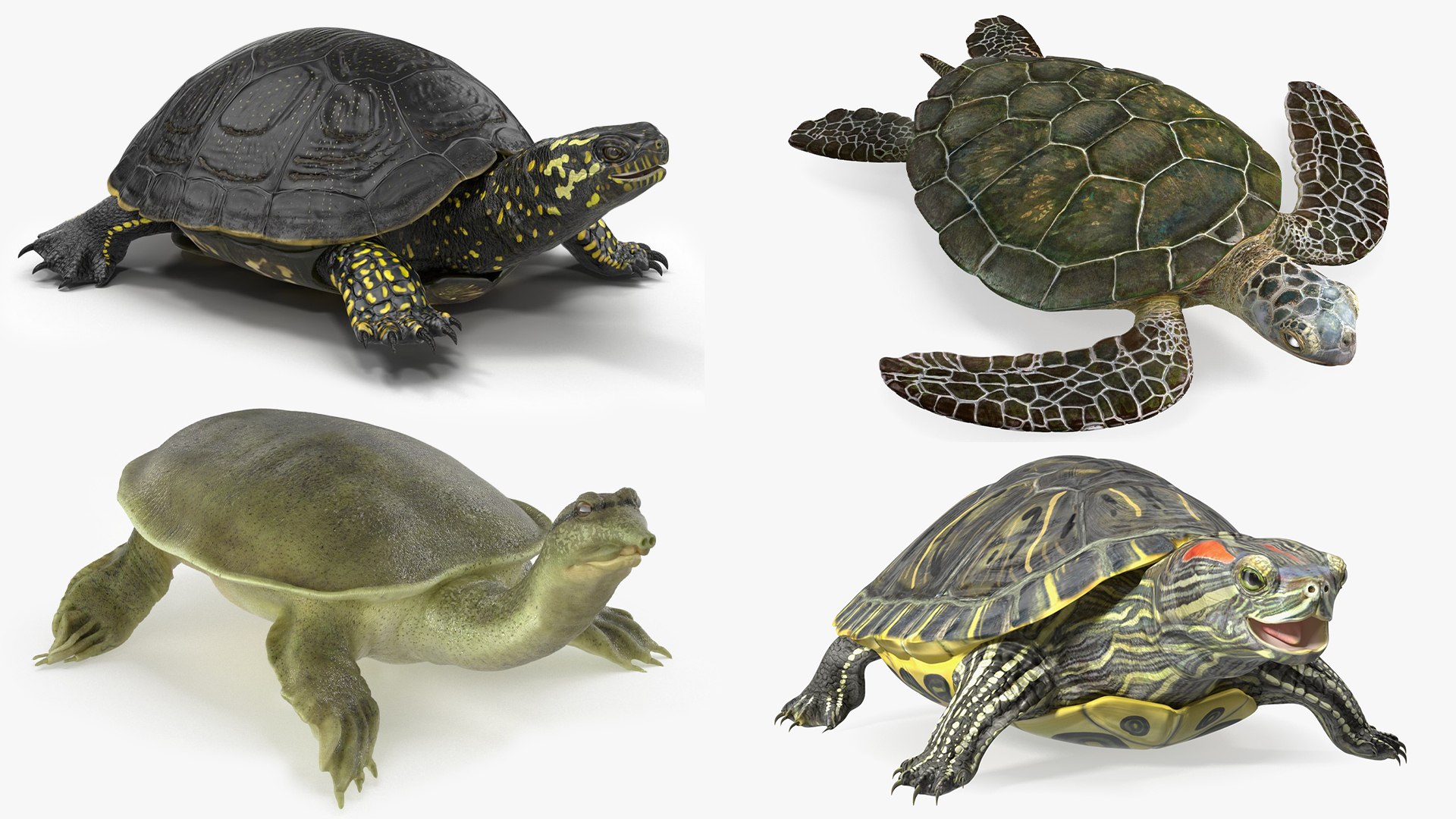 3D model Turtles Rigged Collection 2 https://p.turbosquid.com/ts-thumb/n3/Dqmtsu/YH/rigged_turtles_collection_2_001/jpg/1773320789/1920x1080/fit_q87/b09939b867073e9613b76d58a3ee8f0a2a591d8e/rigged_turtles_collection_2_001.jpg