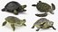 Turtles Rigged Collection 2
