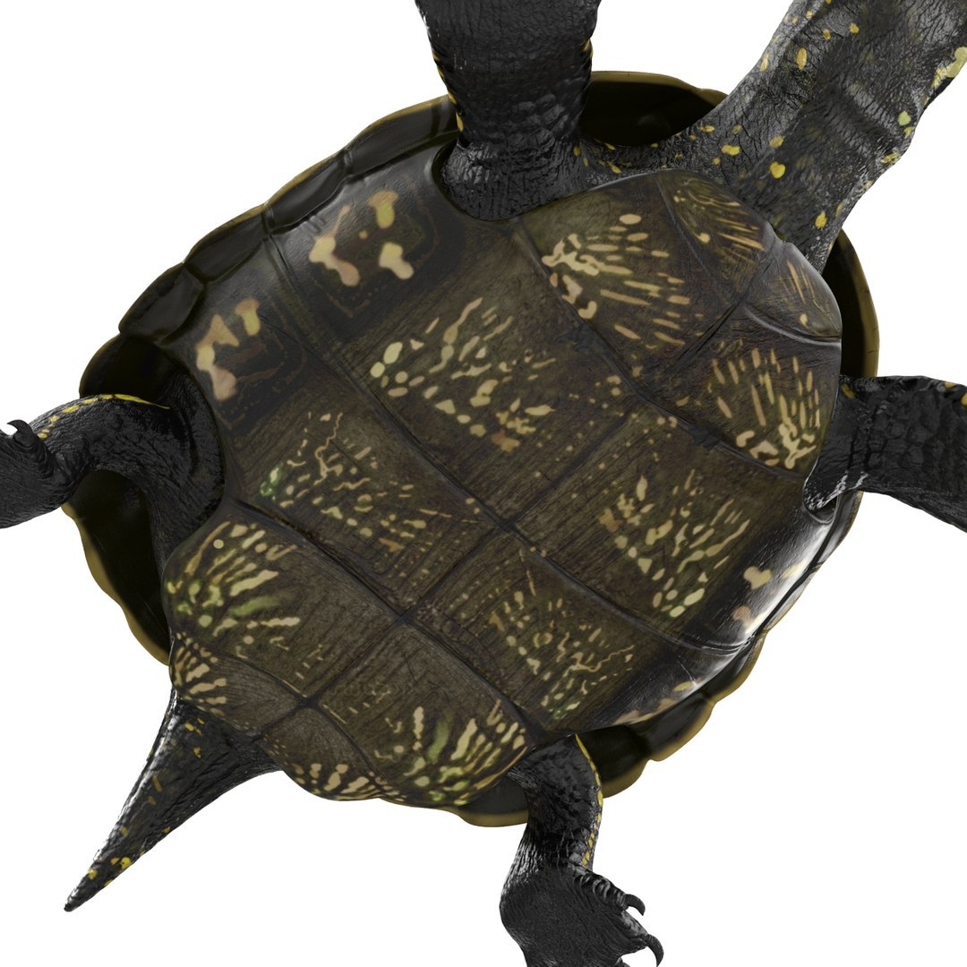 3D model Turtles Rigged Collection 2 https://p.turbosquid.com/ts-thumb/n3/Dqmtsu/ch/rigged_turtles_collection_2_022/jpg/1773320797/1920x1080/fit_q87/c094d92e68bcd4a5947ec598172f00018debca14/rigged_turtles_collection_2_022.jpg