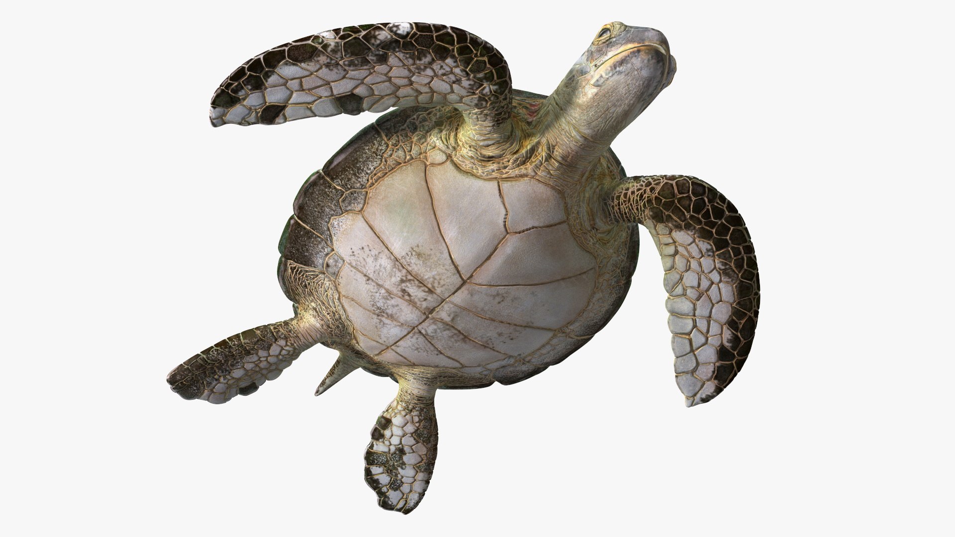 3D model Turtles Rigged Collection 2 https://p.turbosquid.com/ts-thumb/n3/Dqmtsu/l4/rigged_turtles_collection_2_005/jpg/1773320788/1920x1080/fit_q87/dc75c00ce69f75500c05ad7c43a3493cb50f030b/rigged_turtles_collection_2_005.jpg