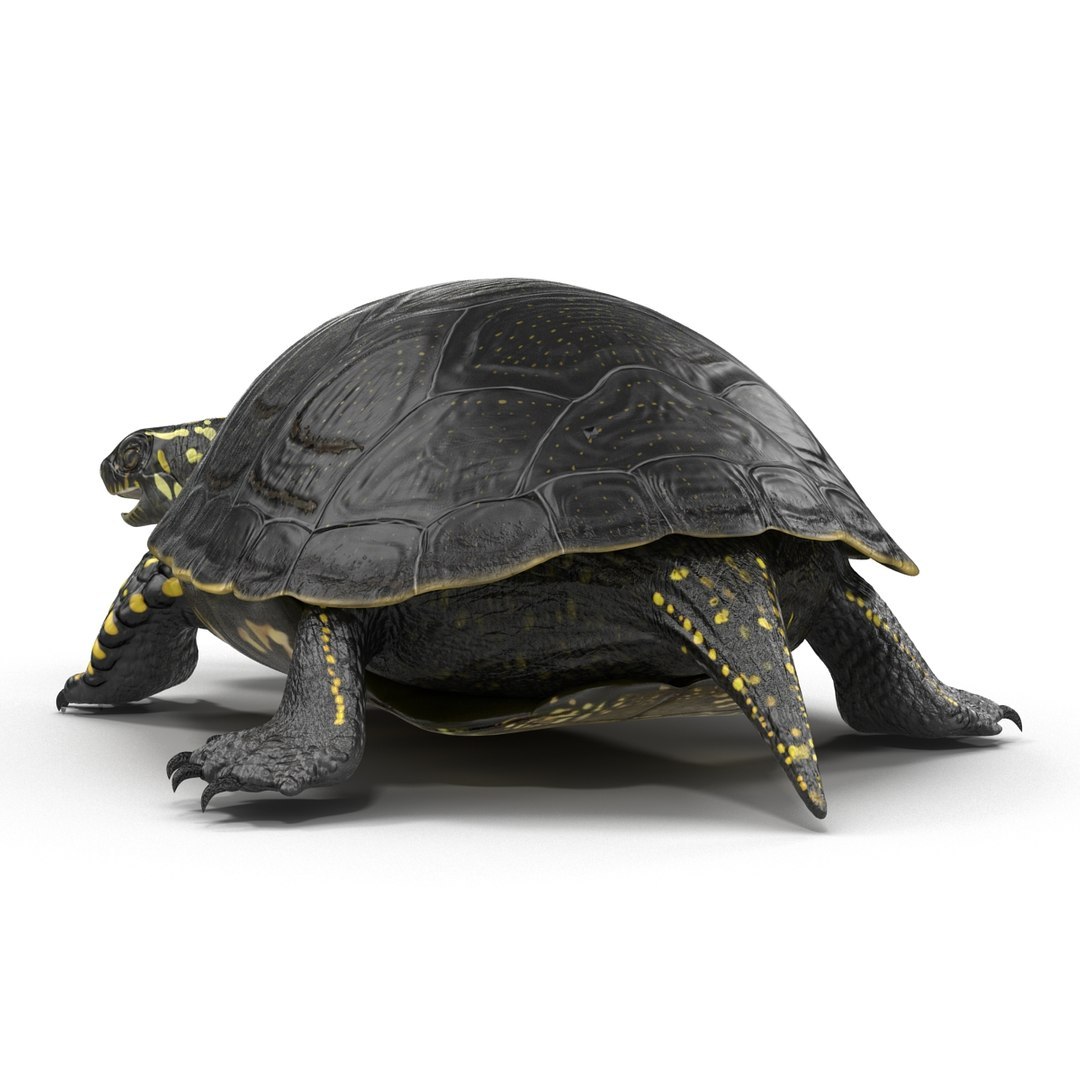 3D model Turtles Rigged Collection 2 https://p.turbosquid.com/ts-thumb/n3/Dqmtsu/mB/rigged_turtles_collection_2_021/jpg/1773320796/1920x1080/fit_q87/0735ef646d86aff7d82401beee34059afa1f625e/rigged_turtles_collection_2_021.jpg