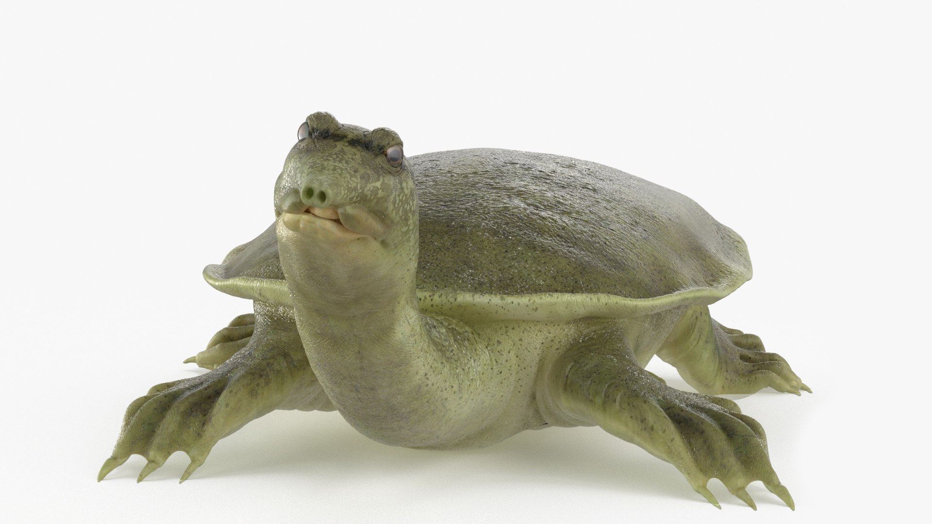 3D model Turtles Rigged Collection 2 https://p.turbosquid.com/ts-thumb/n3/Dqmtsu/oD/rigged_turtles_collection_2_026/jpg/1773320799/1920x1080/fit_q87/c6a5030acf1870d51582c9a22977ab16aaf7f668/rigged_turtles_collection_2_026.jpg