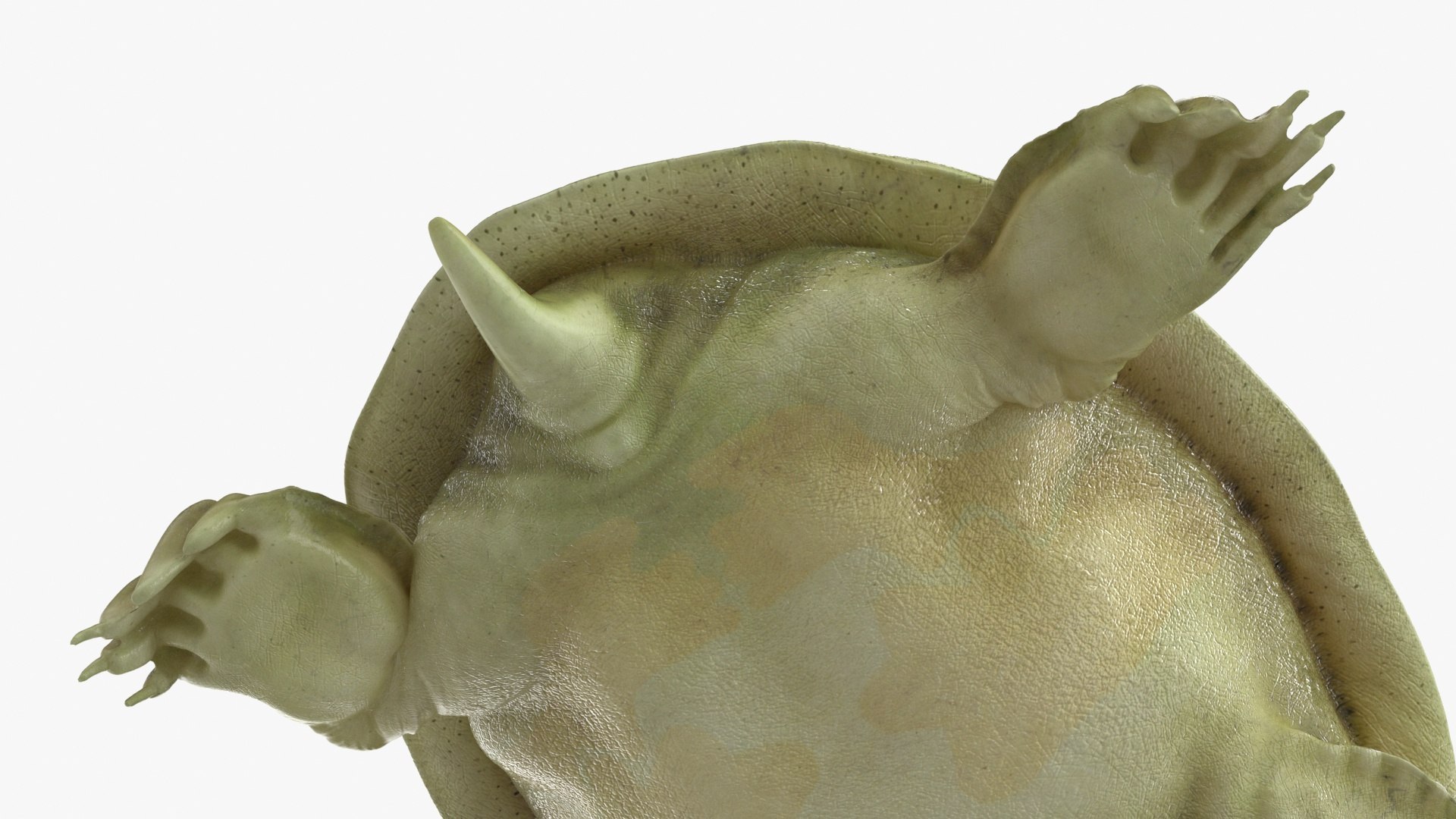 3D model Turtles Rigged Collection 2 https://p.turbosquid.com/ts-thumb/n3/Dqmtsu/p3/rigged_turtles_collection_2_029/jpg/1773320801/1920x1080/fit_q87/6f421d31ab701f05b7d909182a1e29cf243c091f/rigged_turtles_collection_2_029.jpg