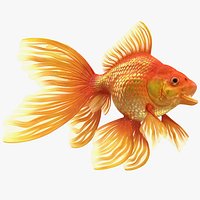 Orange Fancy Fantail Goldfish Rigged for Maya