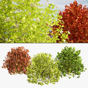 3D model Dwarf Golden Barberry shrubs
