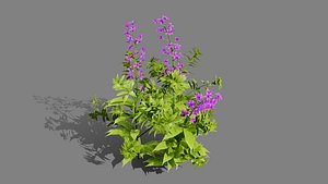 Native Wildflower Collection 02