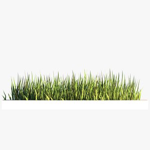 3D Grass Procedural model