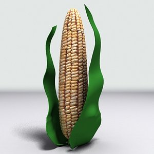 corn
