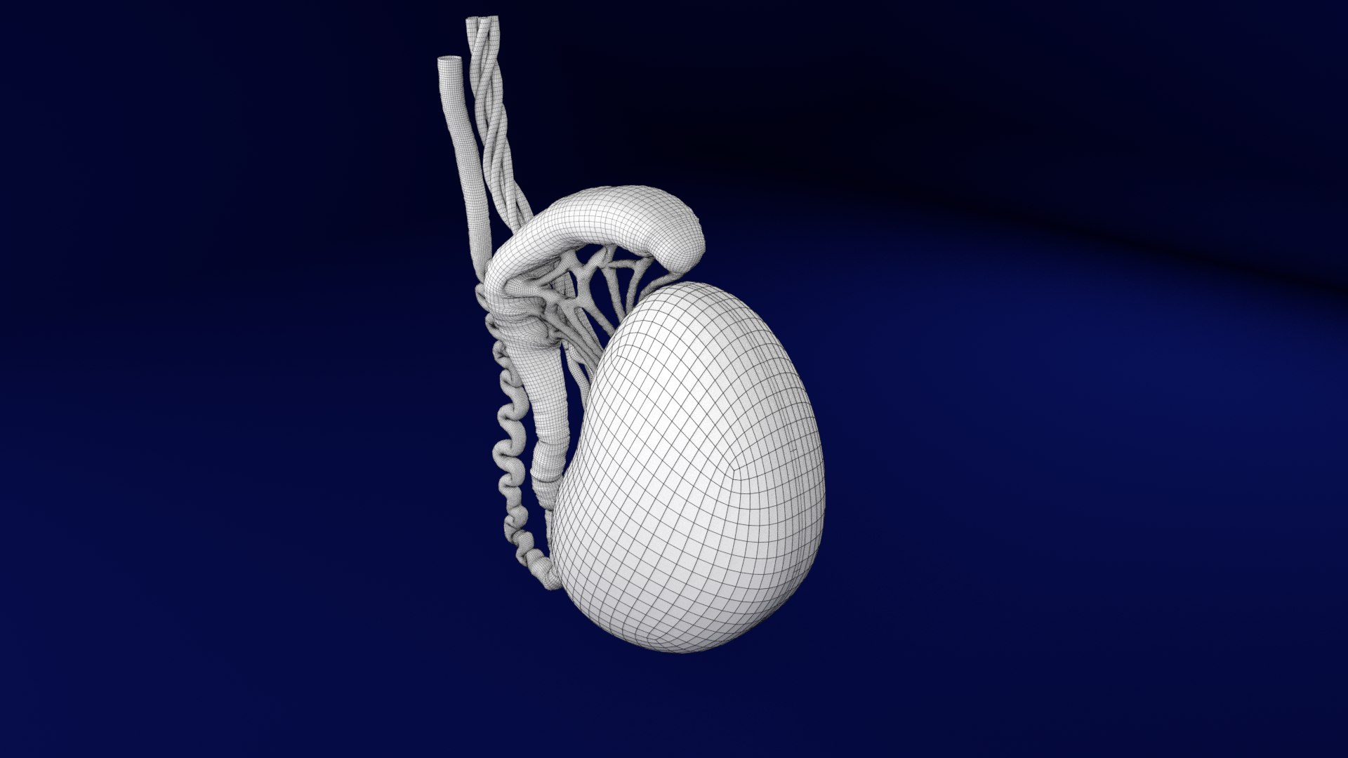 3d Testis Coverings Model Turbosquid 1431659 3123