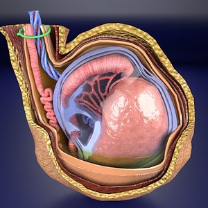 testis with covering layers