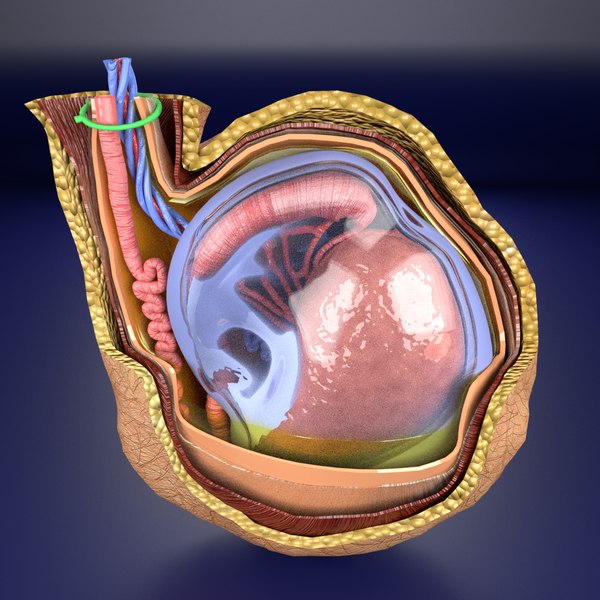 Modèle de testicule