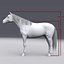Horse White with Fur