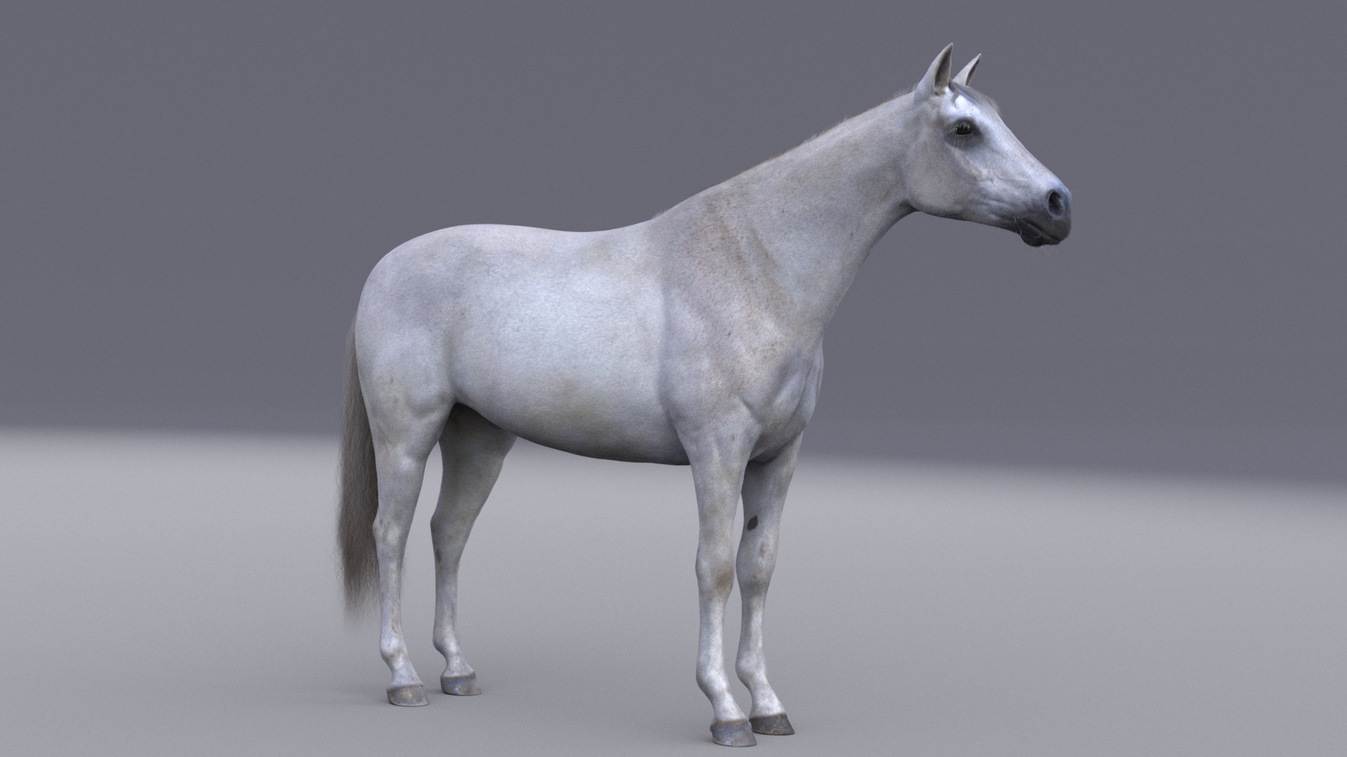 3D horse white model https://p.turbosquid.com/ts-thumb/n3/z9IROU/M0/horsewhiteside_large/jpg/1609629416/1920x1080/fit_q87/8da3f6afa52f9c2c509e352dafa02564e675d8ac/horsewhiteside_large.jpg