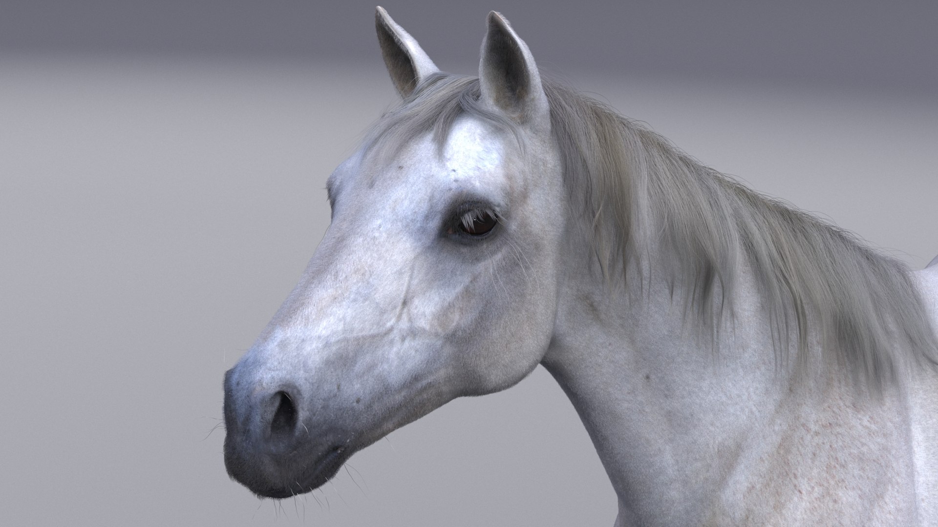 3D horse white model https://p.turbosquid.com/ts-thumb/n3/z9IROU/Ng/horse_head/jpg/1609628413/1920x1080/fit_q87/15e4dbb8eff3066aedf922858df7b05c056f3fde/horse_head.jpg