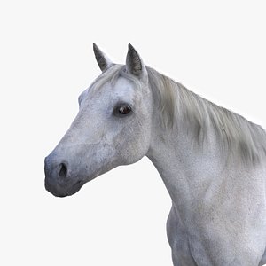 3D horse white model