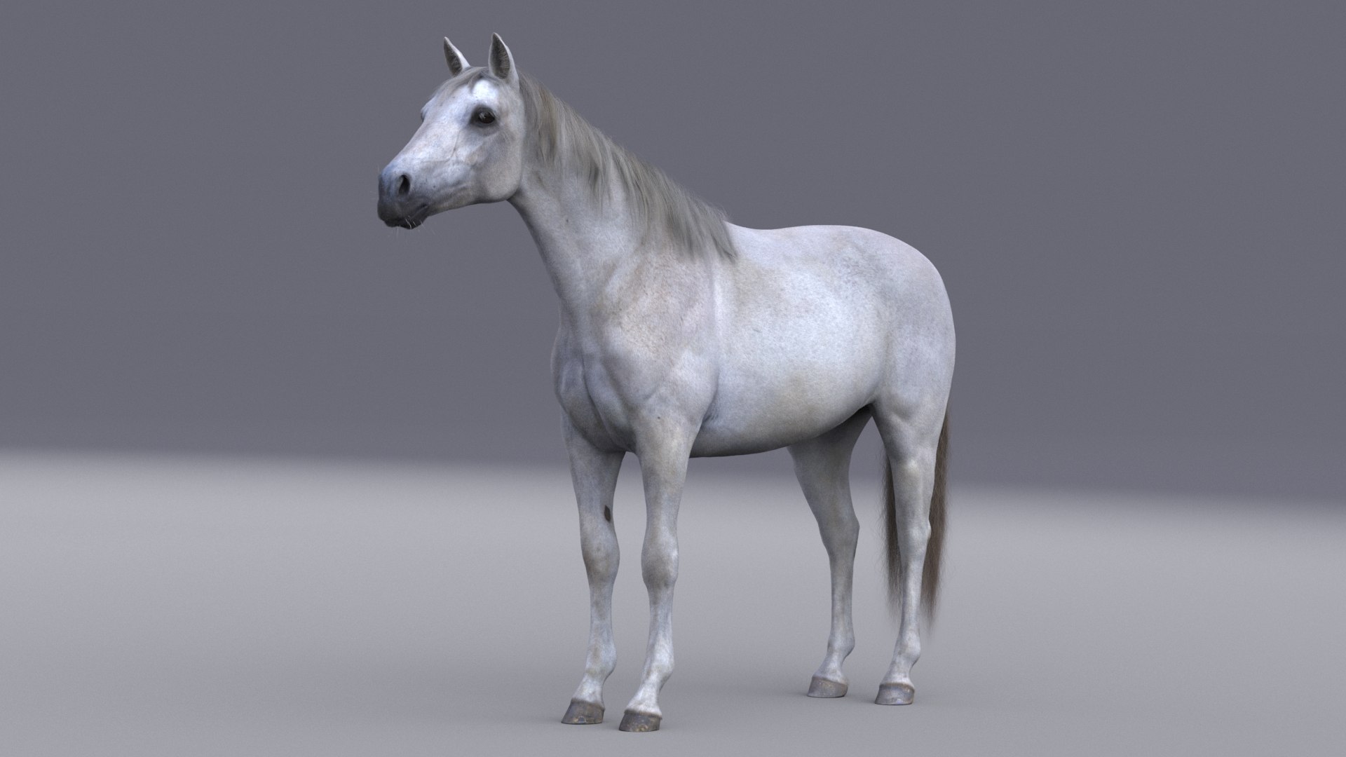 3D horse white model https://p.turbosquid.com/ts-thumb/n3/z9IROU/PM/horsewhite_large/jpg/1609626236/1920x1080/fit_q87/b23c1a9aa0ca35bee154a49e8fcd371a474d4f12/horsewhite_large.jpg