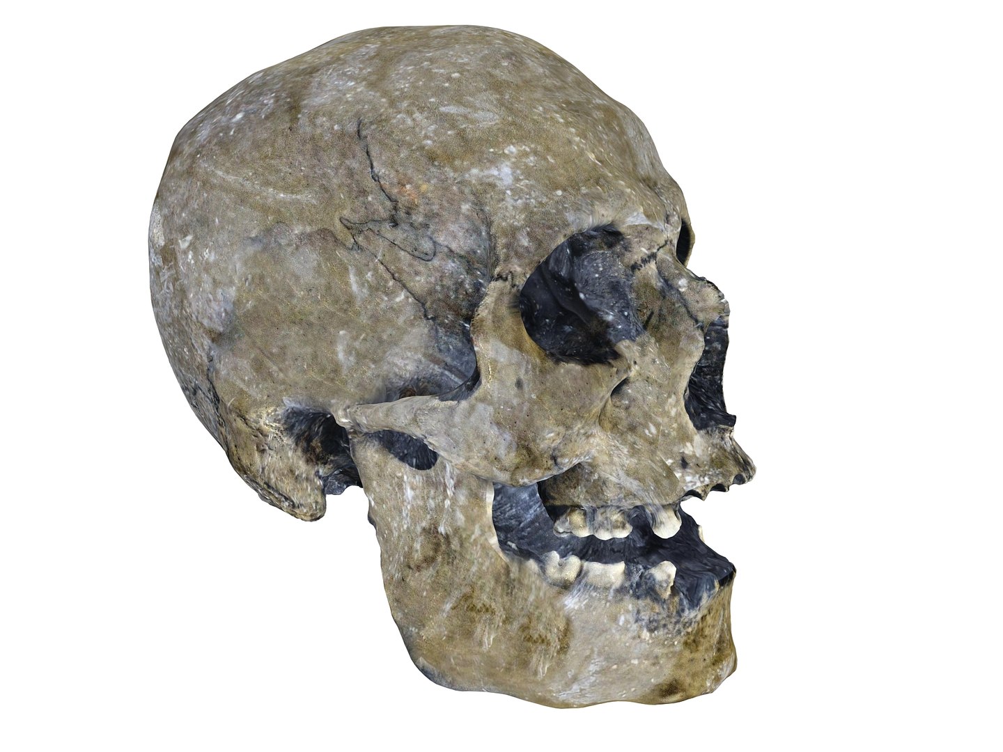 3D A throne of Skulls https://p.turbosquid.com/ts-thumb/n4/DREbui/Yz/78999888/jpg/1592581873/1920x1080/fit_q87/37adf21b96fcbe50277e00609027e3e8468d46e5/78999888.jpg