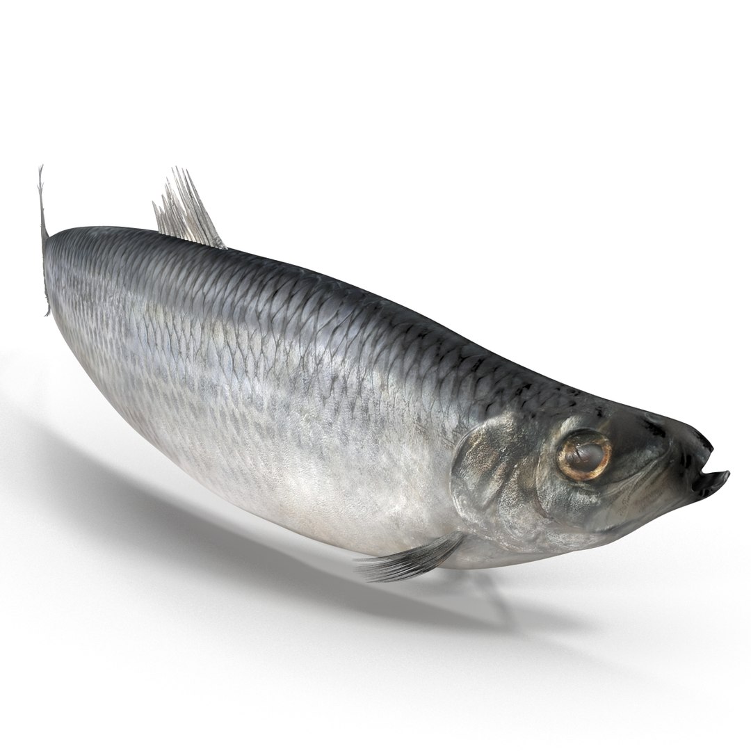 max herring fish rigged https://p.turbosquid.com/ts-thumb/n4/DV4jOY/3U0cfZVP/herringfishrigged3dmodel11/jpg/1442318415/1920x1080/fit_q87/ce84c1e87625a3caa6fd20fc6de7029ab5500dd7/herringfishrigged3dmodel11.jpg