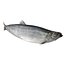 Aringhe pesce attrezzato