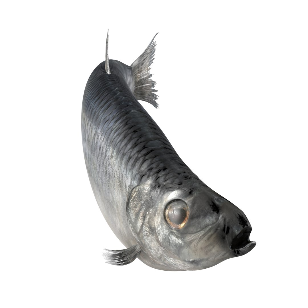 max herring fish rigged https://p.turbosquid.com/ts-thumb/n4/DV4jOY/4dMtiECM/herringfishrigged3dmodel05/jpg/1442318415/1920x1080/fit_q87/824f7ba1e5b9b32a3468b40718903a58d2f8eaf6/herringfishrigged3dmodel05.jpg