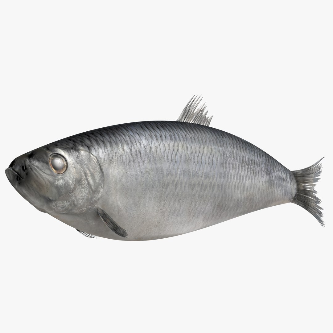 Herring Fish Rigged 3D model preview