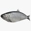 Aringhe pesce attrezzato