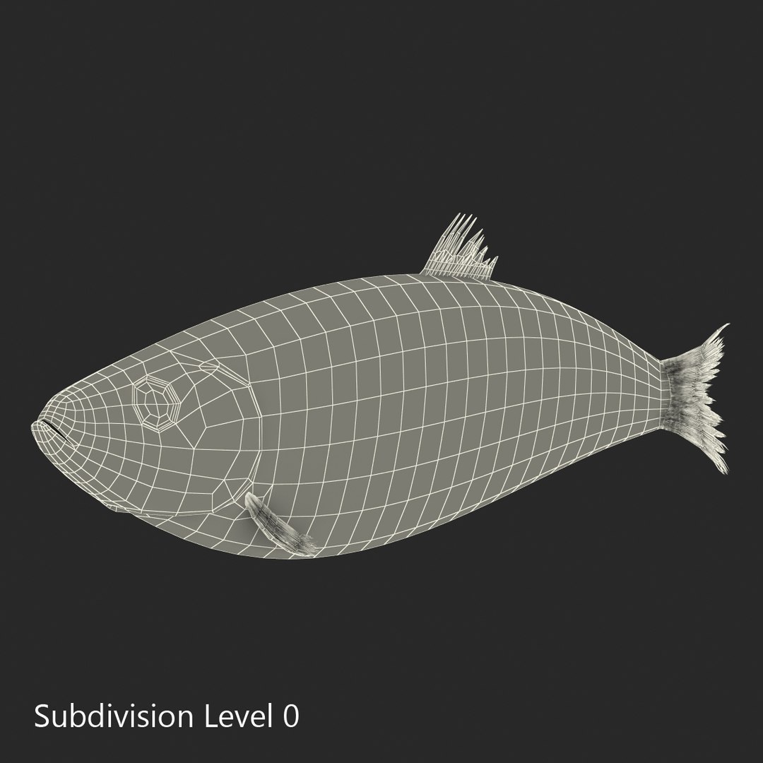 max herring fish rigged https://p.turbosquid.com/ts-thumb/n4/DV4jOY/Clz30xXQ/herringfishrigged3dmodel18/jpg/1442318416/1920x1080/fit_q87/58f9d8be6671391247588b1356afead023b58697/herringfishrigged3dmodel18.jpg