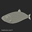 Aringhe pesce attrezzato