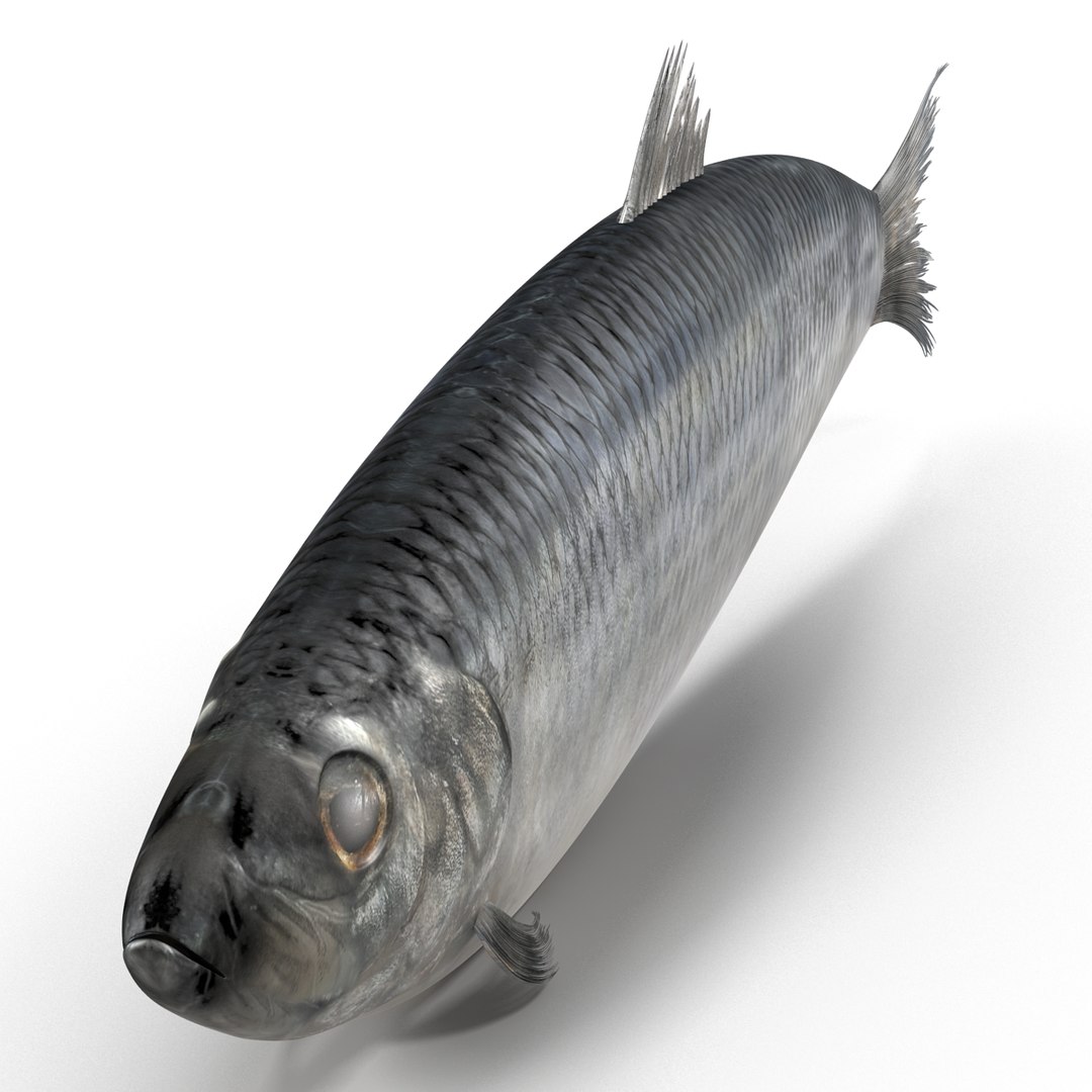 max herring fish rigged https://p.turbosquid.com/ts-thumb/n4/DV4jOY/CnAxPtor/herringfishrigged3dmodel03/jpg/1442318414/1920x1080/fit_q87/b819c13a397017d87264c525f2a6197899feaf3b/herringfishrigged3dmodel03.jpg