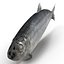Aringhe pesce attrezzato