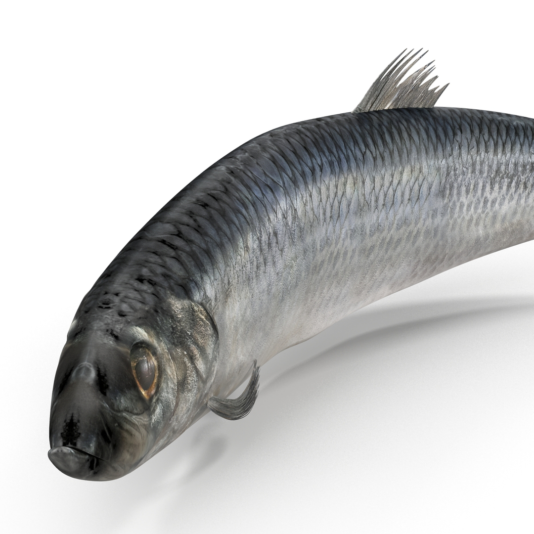 max herring fish rigged https://p.turbosquid.com/ts-thumb/n4/DV4jOY/EgZVx8SK/herring_fish_rigged_362/jpg/1442318733/1920x1080/turn_fit_q99/9d7c124fc5657f643343d5db2faffee976125093/herring_fish_rigged_362-1.jpg