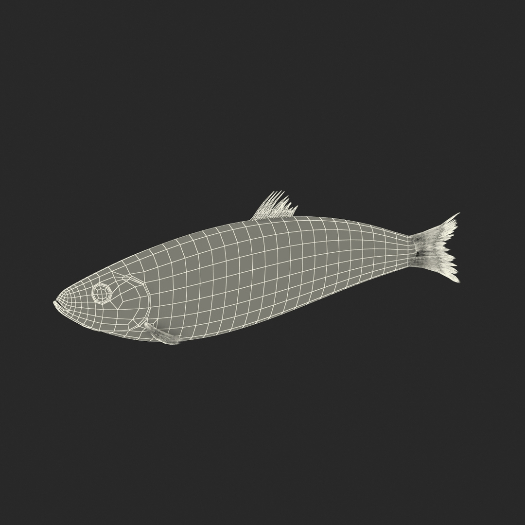 max herring fish rigged https://p.turbosquid.com/ts-thumb/n4/DV4jOY/F195Bbij/herring_fish_rigged_361/jpg/1442318512/1920x1080/turn_fit_q99/5b7fe7a13728cbc43e55b9ba47953f8cce64467a/herring_fish_rigged_361-1.jpg