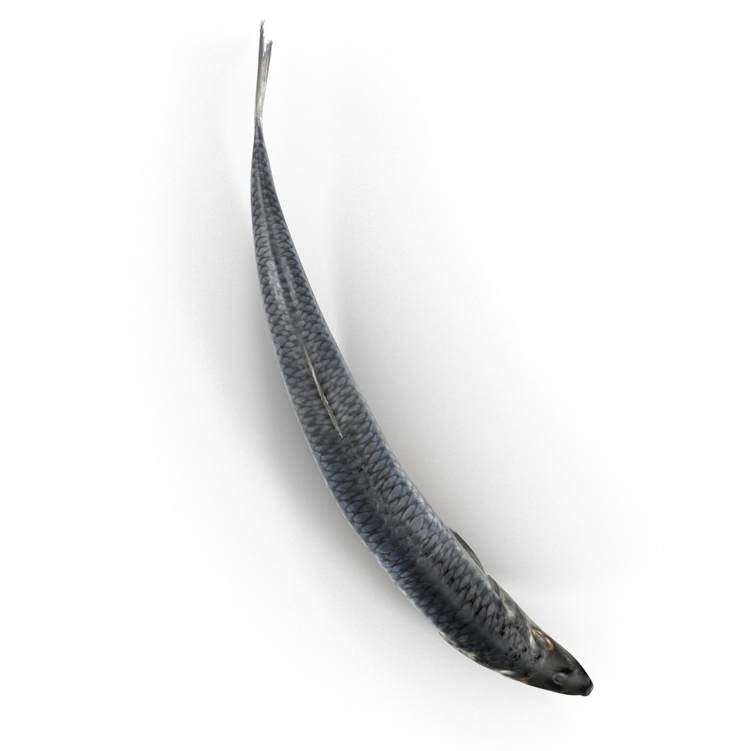 max herring fish rigged https://p.turbosquid.com/ts-thumb/n4/DV4jOY/FhmsC7wW/herringfishrigged3dmodel15/jpg/1442318416/1920x1080/fit_q87/7f16b581e85086aff35530147fbeacc6cf051c8f/herringfishrigged3dmodel15.jpg