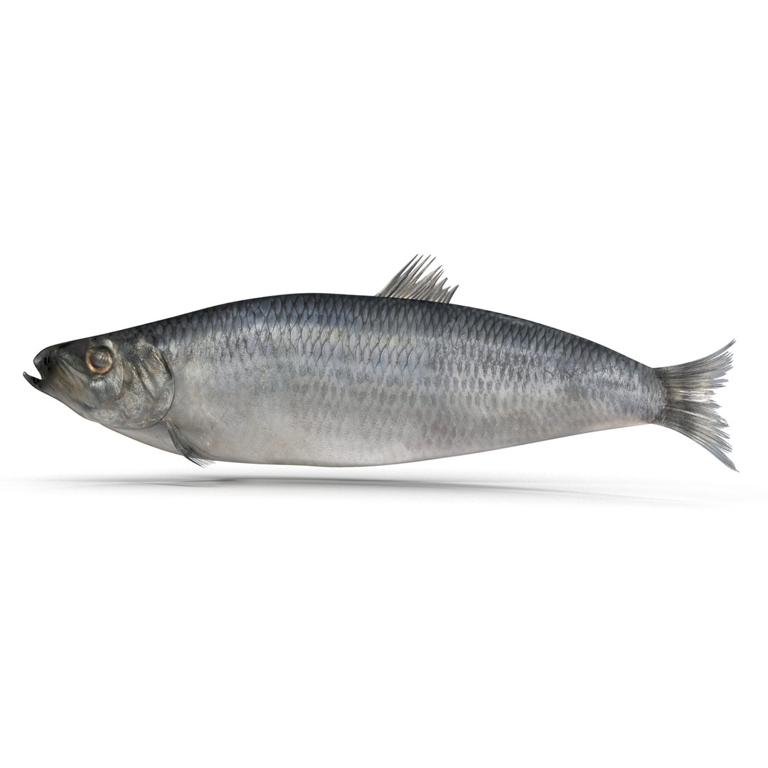 max herring fish rigged https://p.turbosquid.com/ts-thumb/n4/DV4jOY/GDtVWj4Y/herringfishrigged3dmodel09/jpg/1442318415/1920x1080/fit_q87/4f8728304d55adabca30e329e36437e1c96e4721/herringfishrigged3dmodel09.jpg