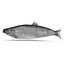 Aringhe pesce attrezzato