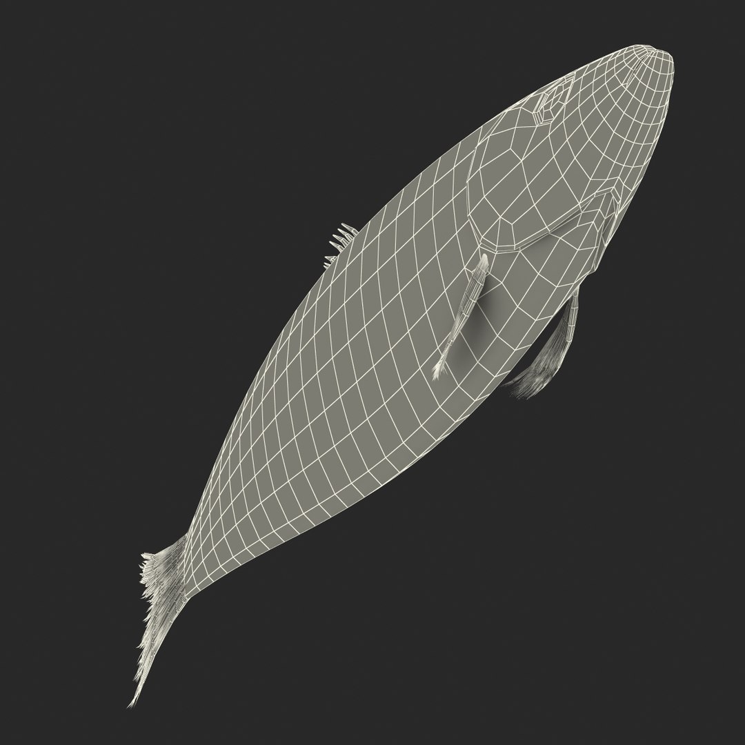 max herring fish rigged https://p.turbosquid.com/ts-thumb/n4/DV4jOY/Hqj1ae6R/herringfishrigged3dmodel26/jpg/1442318417/1920x1080/fit_q87/e1567d119829223203541e8408ebe4da60ff3829/herringfishrigged3dmodel26.jpg