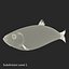 Aringhe pesce attrezzato