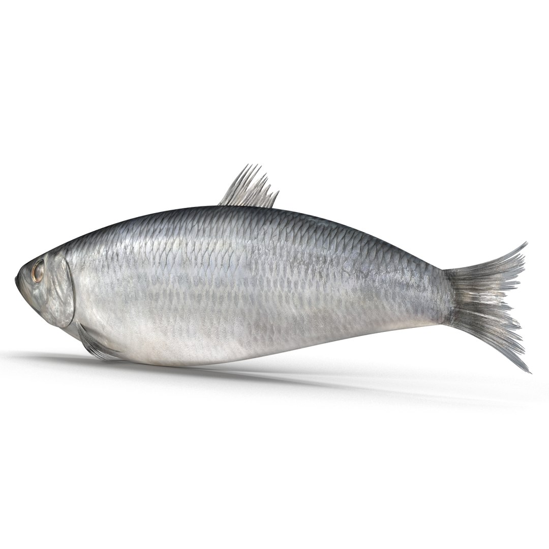 max herring fish rigged https://p.turbosquid.com/ts-thumb/n4/DV4jOY/KfByixfk/herringfishrigged3dmodel10/jpg/1442318415/1920x1080/fit_q87/7580a44aced907347fef757d3779886efb61ac24/herringfishrigged3dmodel10.jpg