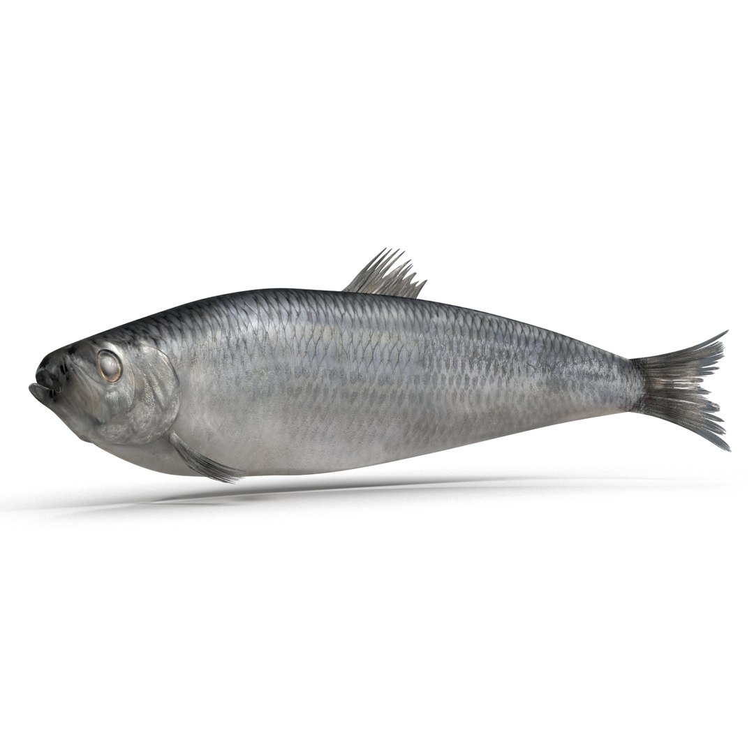 max herring fish rigged https://p.turbosquid.com/ts-thumb/n4/DV4jOY/Ku13yQJI/herringfishrigged3dmodel08/jpg/1442318415/1920x1080/fit_q87/7f180547dc5cd63294f7ca02e2642ea77830d56b/herringfishrigged3dmodel08.jpg