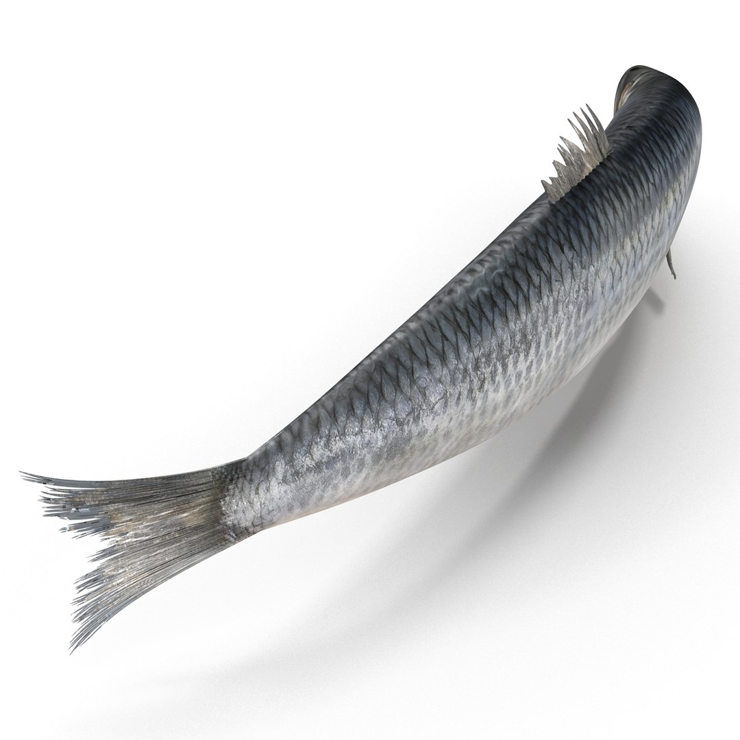 max herring fish rigged https://p.turbosquid.com/ts-thumb/n4/DV4jOY/LHHUu8w0/herringfishrigged3dmodel13/jpg/1442318415/1920x1080/fit_q87/25d59a5a8cab3c7507d148ff307773ac7d21a64c/herringfishrigged3dmodel13.jpg