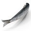 Aringhe pesce attrezzato