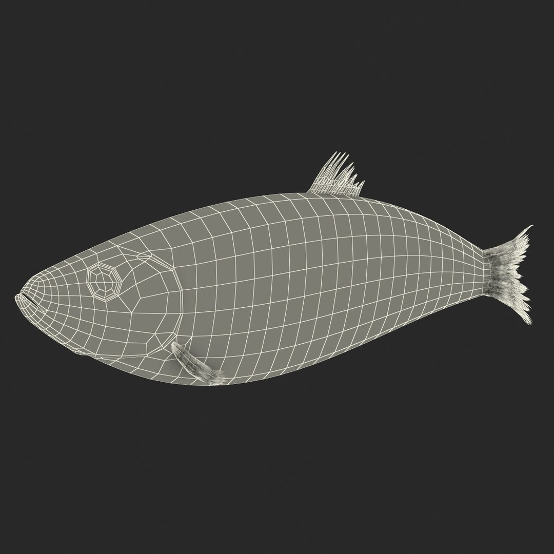 max herring fish rigged https://p.turbosquid.com/ts-thumb/n4/DV4jOY/S0XtfuvM/herringfishrigged3dmodel23/jpg/1442318416/1920x1080/fit_q87/7af60da0151aa938ce75ab967af53cb193f7226b/herringfishrigged3dmodel23.jpg