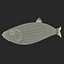 Aringhe pesce attrezzato