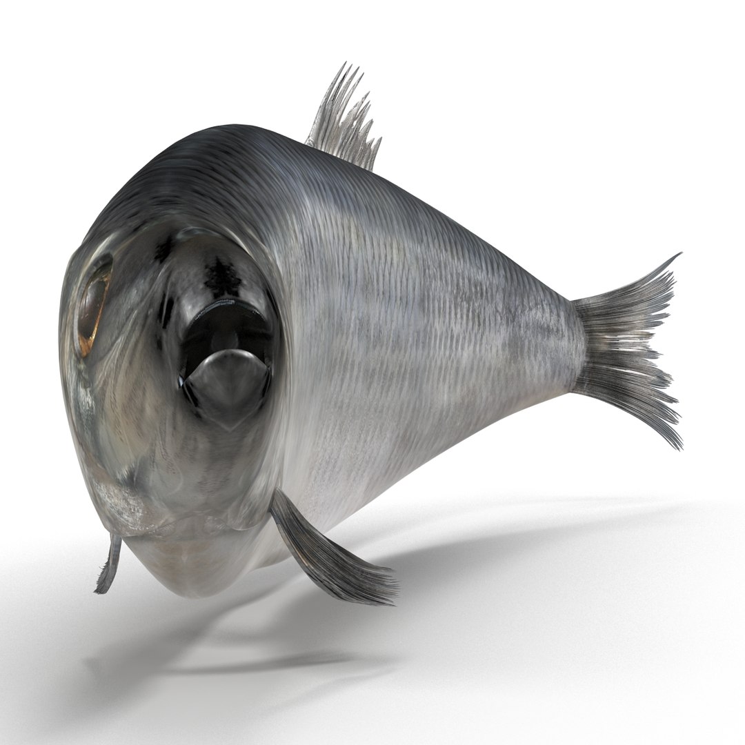 max herring fish rigged https://p.turbosquid.com/ts-thumb/n4/DV4jOY/SlFcipjI/herringfishrigged3dmodel04/jpg/1442318414/1920x1080/fit_q87/cd8673b9f6db508a35fe6e36471e3b9d34267f05/herringfishrigged3dmodel04.jpg