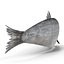 Aringhe pesce attrezzato