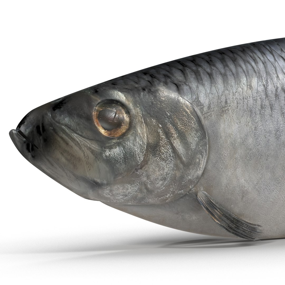 max herring fish rigged https://p.turbosquid.com/ts-thumb/n4/DV4jOY/dtNz4cVa/herringfishrigged3dmodel17/jpg/1442318416/1920x1080/fit_q87/138ee17eddc55144c5c89562004dc850158e5237/herringfishrigged3dmodel17.jpg