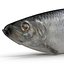 Aringhe pesce attrezzato